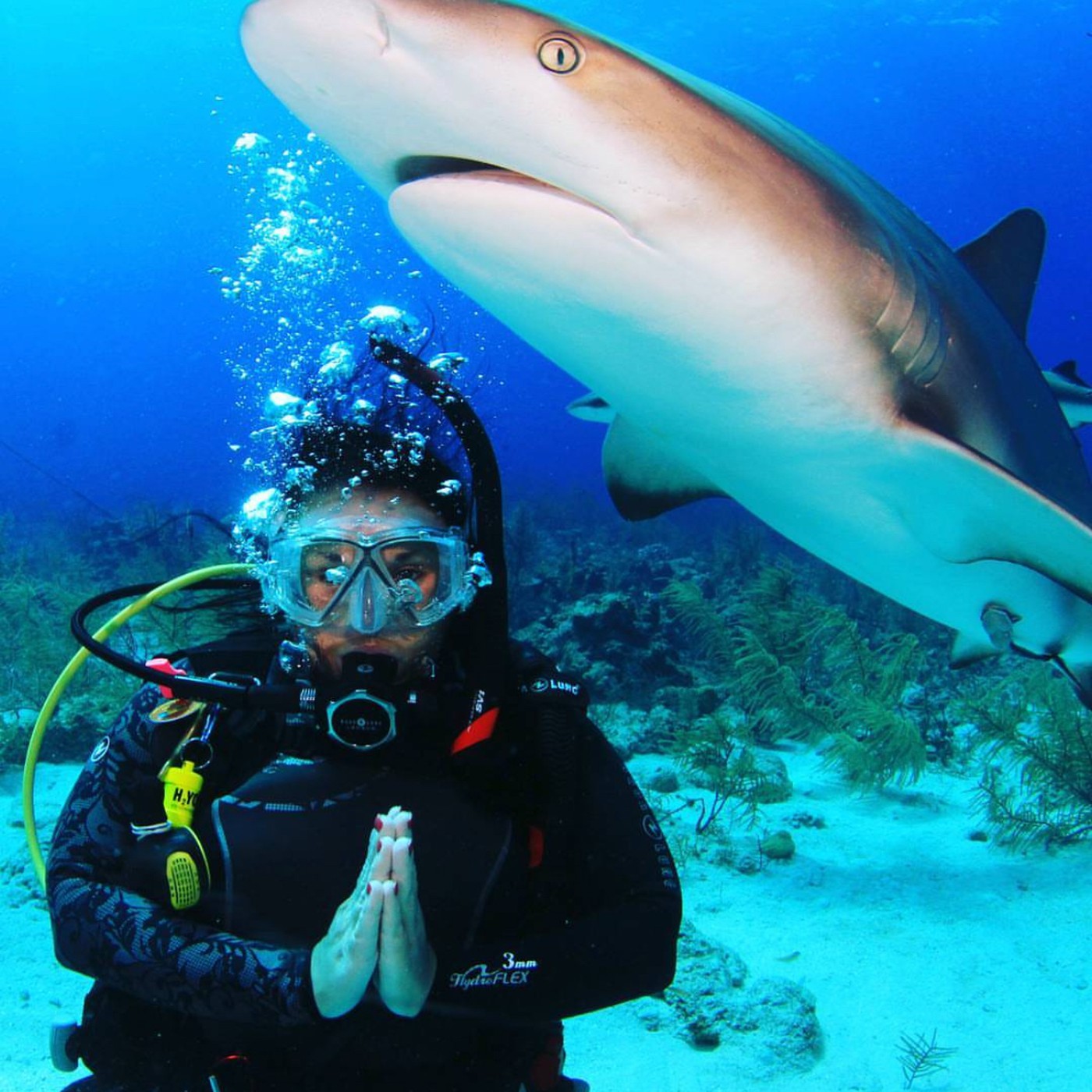 What Shark Diving Taught Me About Hospitality episode artwork