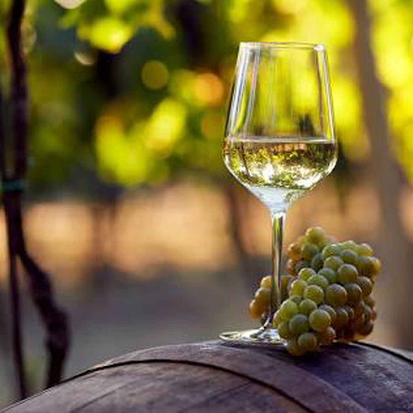 Sauvignon Blanc