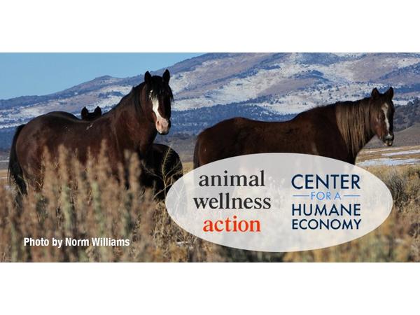 Animal Advocates Radio Podcast