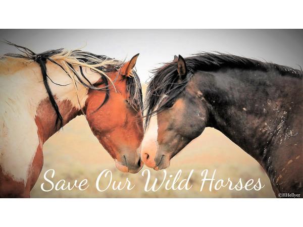 Animal Advocates Radio Podcast