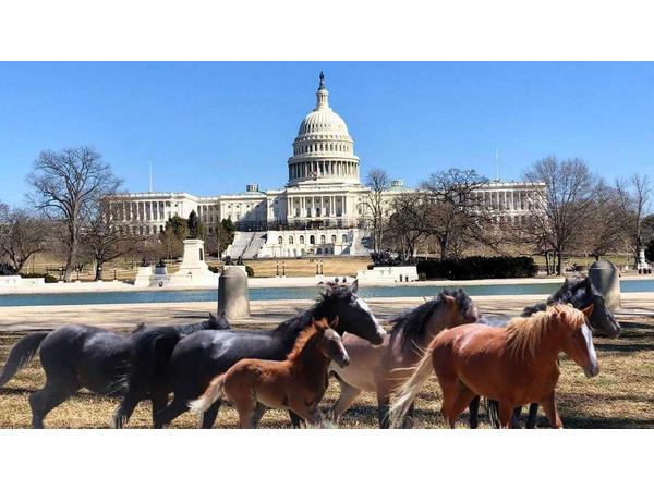 Animal Advocates Radio Podcast