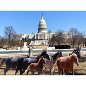 Animal Advocates Radio Podcast