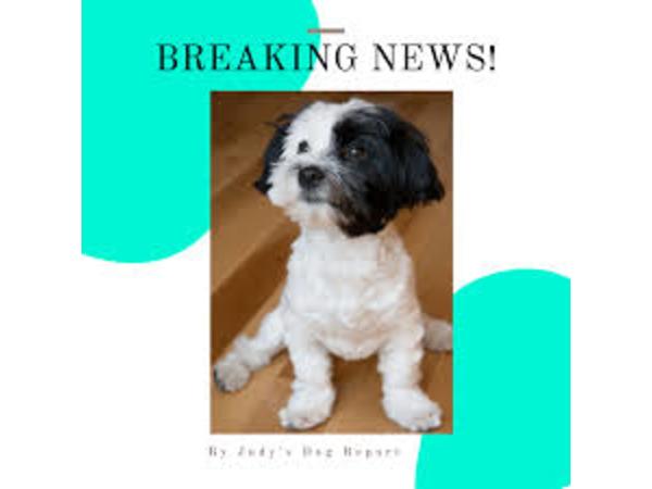 Animal Advocates Radio Podcast