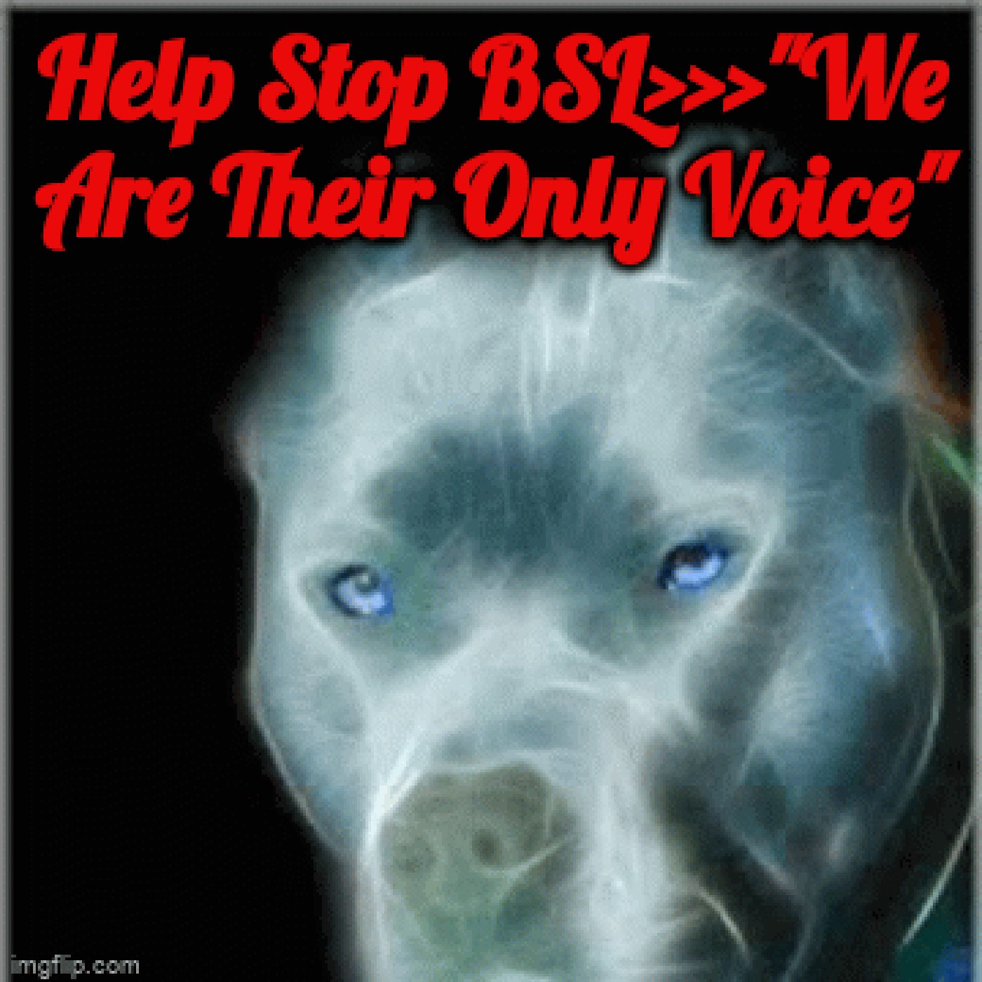 ”Voices Carry For Animals # 472”- Breed Specific Legislation