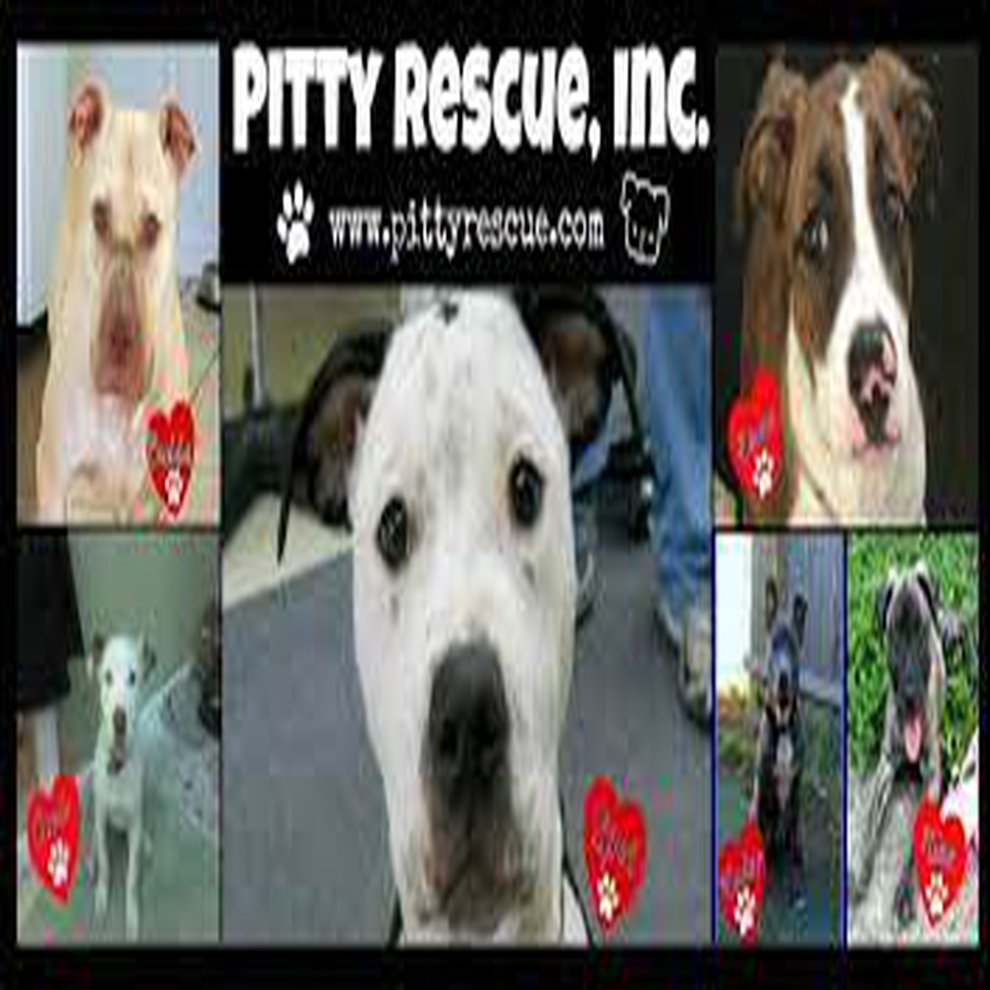 ”Voices Carry For Animals #475 Podcast” - Pitty Rescue, Inc