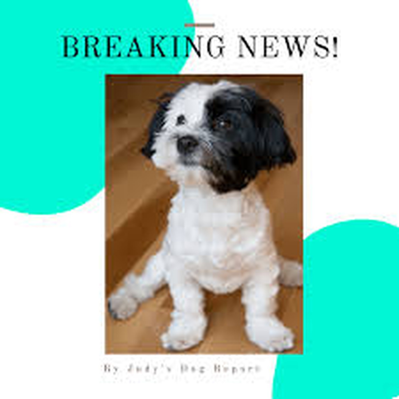 ”Voices Carry For Animals Podcast #492” - Judy’s Dog Report