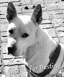 Animal Advocates Radio Podcast