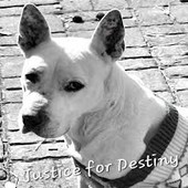 Animal Advocates Radio Podcast