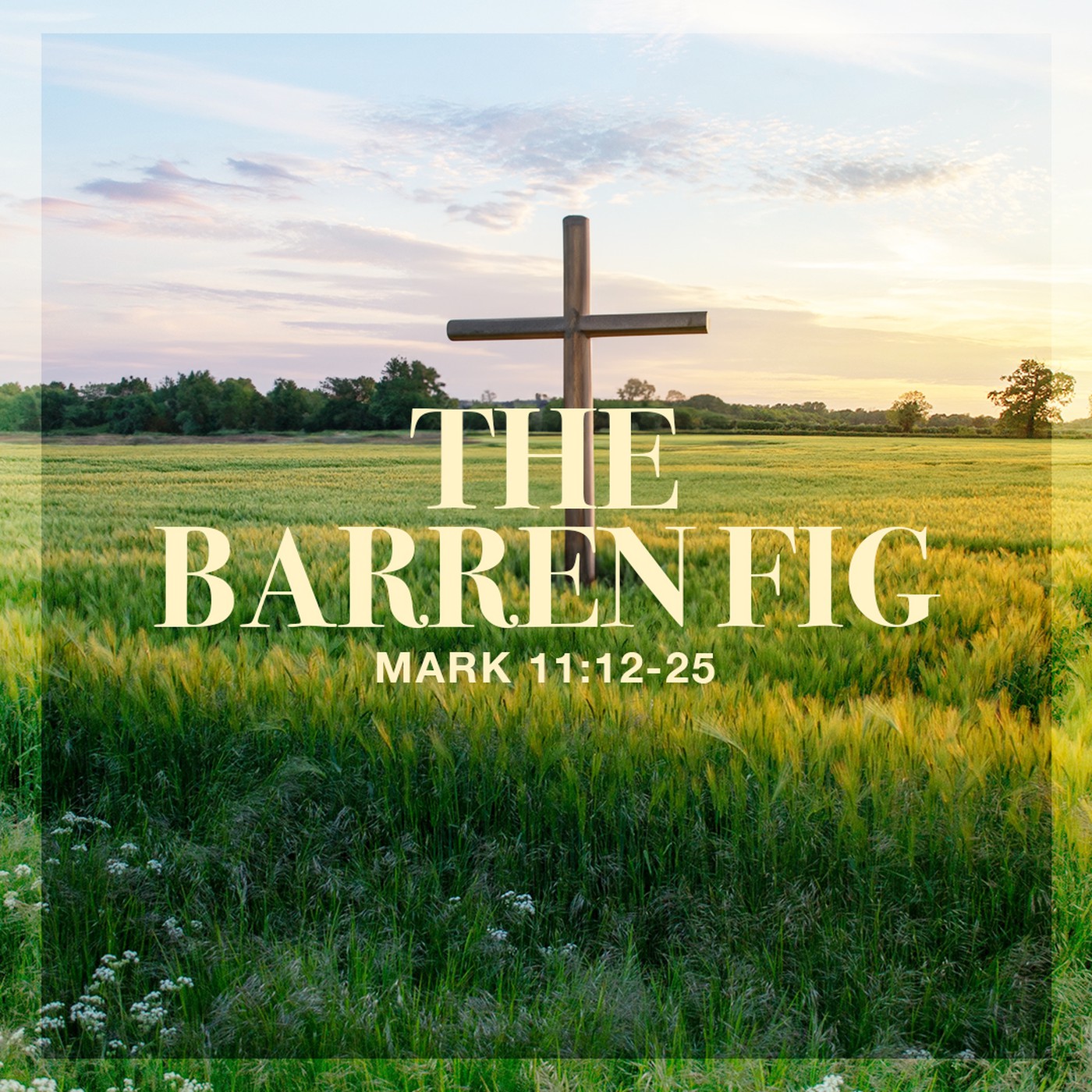 The Story of Scripture: New Testament | The Barren Fig