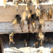 Bee Calm