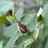 The Petal & Flame Podcast