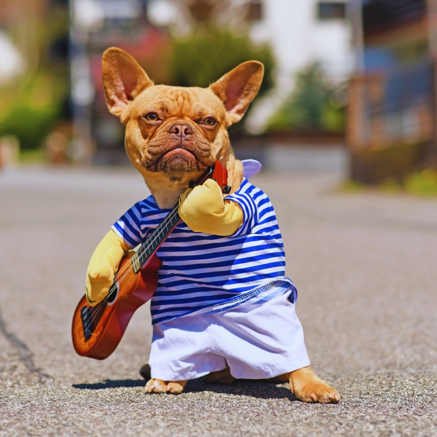 Streetwear for Paws: The Dog Fashion Podcast