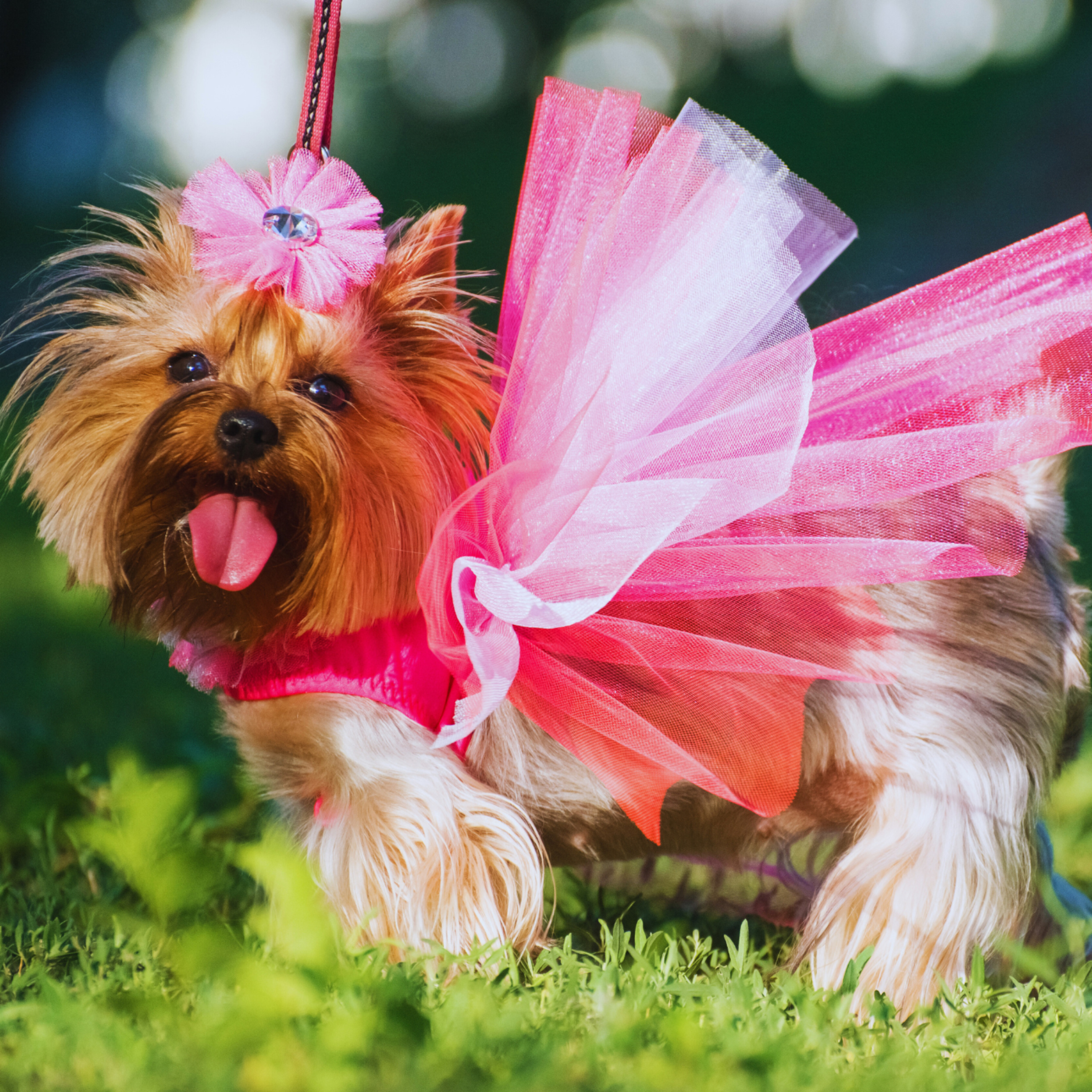 Paw Couture: The Dog Streetwear Show