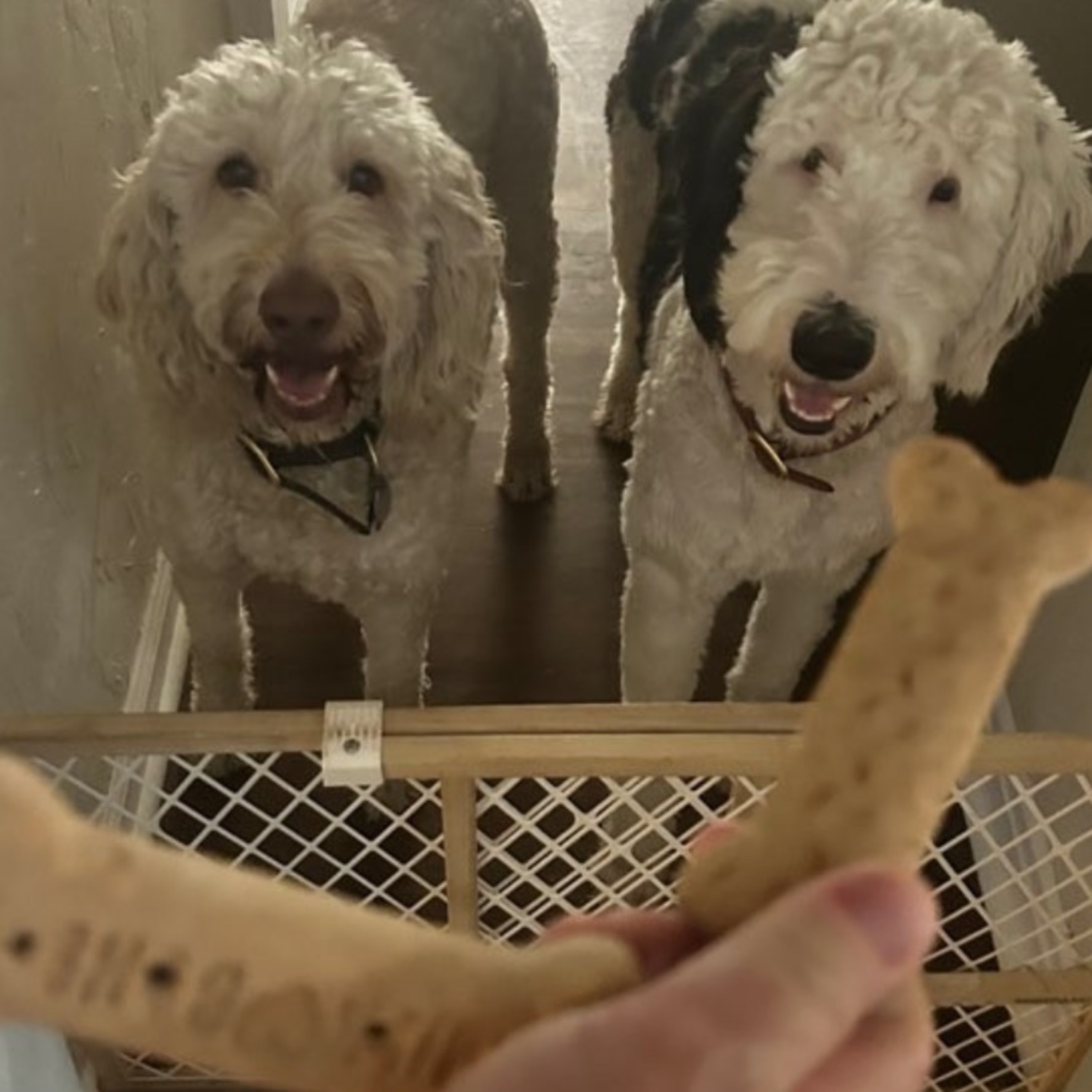 Paw Prints & Heartbeats: Life with Dogs