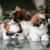Paws in Motion: Life, Love & Loyalty with Dogs